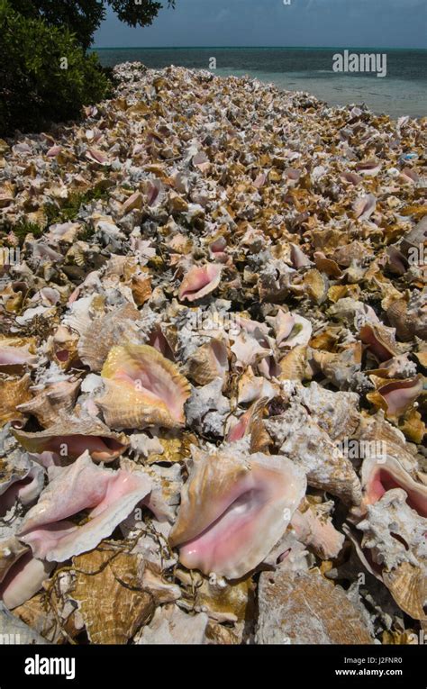 conch fish|Conch Seashell (Strombus) .